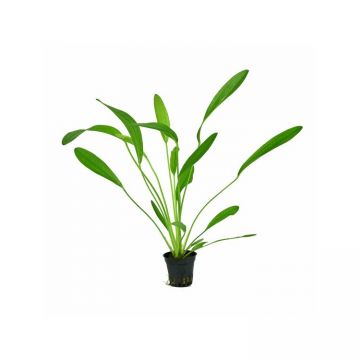Planta acvariu Echinodorus uruguayensis Stoffels