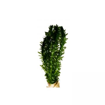 Planta acvariu Egeria Densa Stoffels