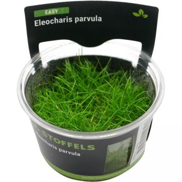 Planta acvariu Eleocharis Parvula in vitro