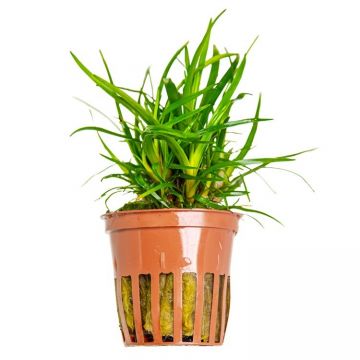 Planta acvariu Eriocaulon sp. 'Vietnam' Tropica