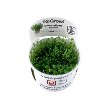 Planta acvariu Glossostigma Elatinoides in vitro Tropica