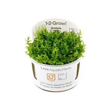 Planta acvariu Gratiola viscidula in vitro Tropica