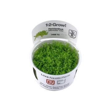 Planta acvariu Hemianthus callitrichoides Cuba In vitro Tropica