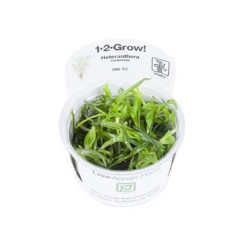 Planta acvariu Heteranthera Zosterifolia in vitro Tropica