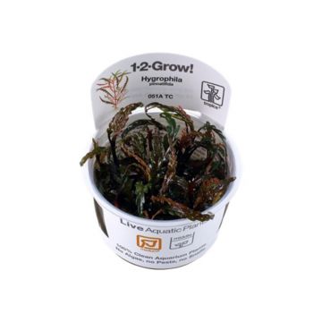 Planta acvariu Hygrophila Pinnatifida in vitro Tropica