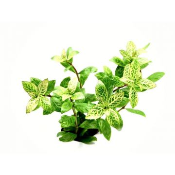 Planta acvariu Hygrophila polysperma Rosanervig Stoffels