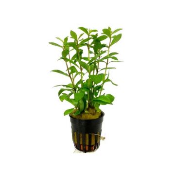 Planta acvariu Hygrophila Polysperma Stoffels