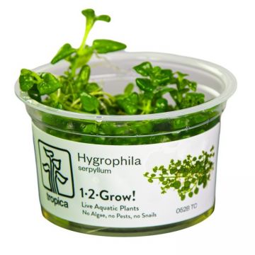 Planta acvariu Hygrophila serpyllum In vitro Tropica