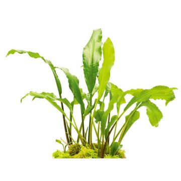 Planta acvariu Lagenandra Thwaitesii Stoffels