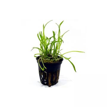 Planta acvariu Lilaeopsis brasiliensis Stoffels