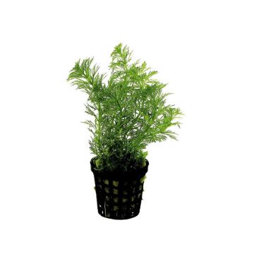 Planta acvariu Limnophila Heterophylla Stoffels