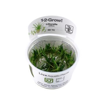Planta acvariu Littorella Uniflora in vitro Tropica