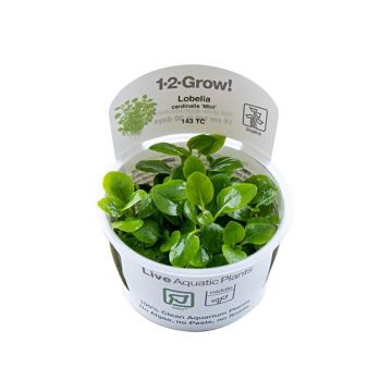 Planta acvariu Lobelia cardinalis Mini in vitro Tropica