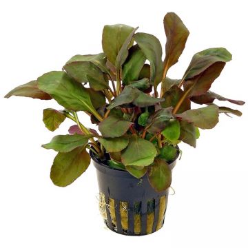 Planta acvariu Lobelia cardinalis Stoffels