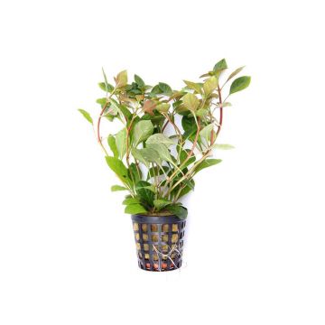Planta acvariu Ludwigia repens Stoffels