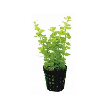Planta acvariu Lysimachia nummularia Stoffels