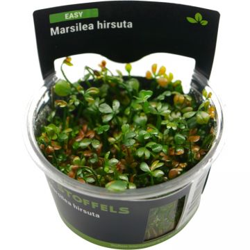 Planta acvariu Marsilea Hirsuta in vitro Stoffels