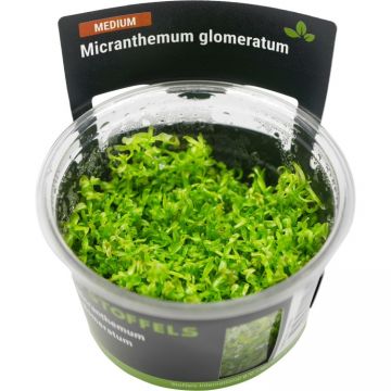 Planta acvariu Micranthemum glomeratum in vitro Stoffels