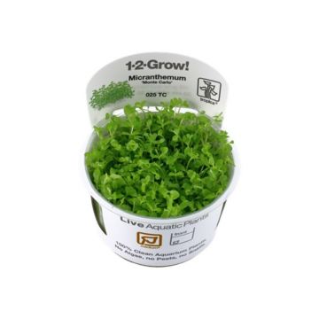 Planta acvariu Micranthemum sp. Monte Carlo in vitro Tropica