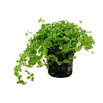 Planta acvariu Micranthemum Tweediei Monte Carlo Tropica