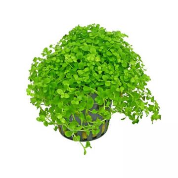 Planta acvariu Micranthemum tweediei Stoffels