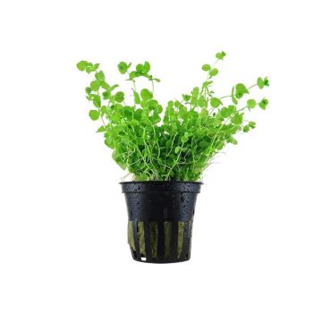 Planta acvariu Micranthemum umbrosum Stoffels
