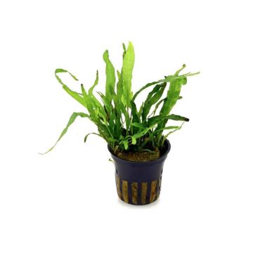 Planta acvariu Microsorum pteropus Green Gnome Stoffels