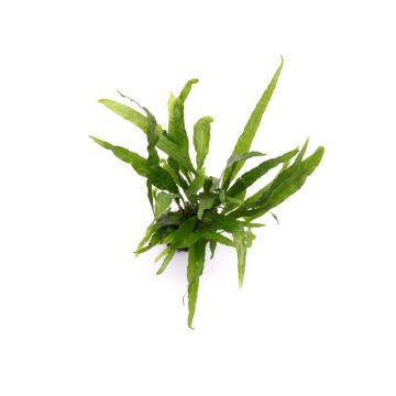 Planta acvariu Microsorum Pteropus Narrow Tropica
