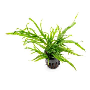 Planta acvariu Microsorum Pteropus Trident Stoffels