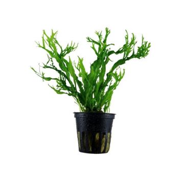 Planta acvariu Microsorum Pteropus Windelov Stoffels