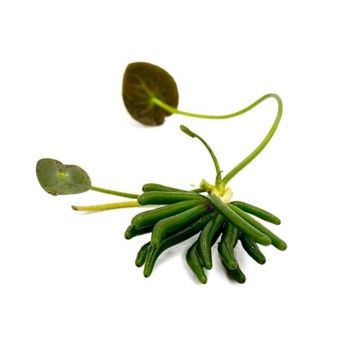 Planta acvariu Nymphoides Aquatica Stoffels Bulb