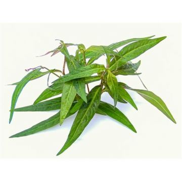 Planta acvariu Persicaria sp. Sao Paulo Dennerle