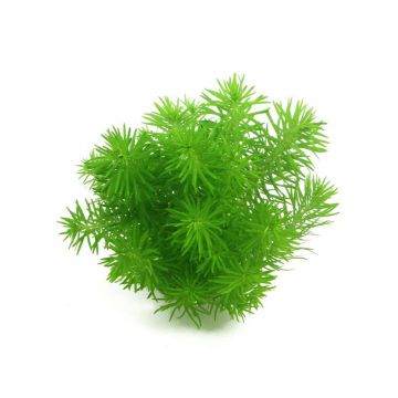 Planta acvariu Pogostemon deccanensis Erectus Tropica