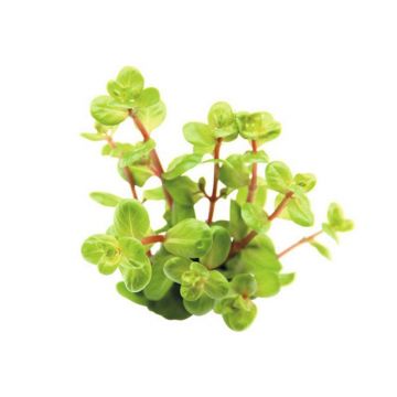 Planta acvariu Rotala Rotundifolia Orange Juice Stoffels
