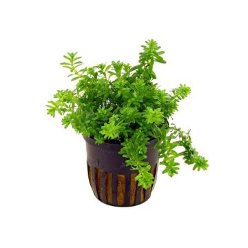 Planta acvariu Rotala sp. Nanjenshan (Boschii) Stoffels