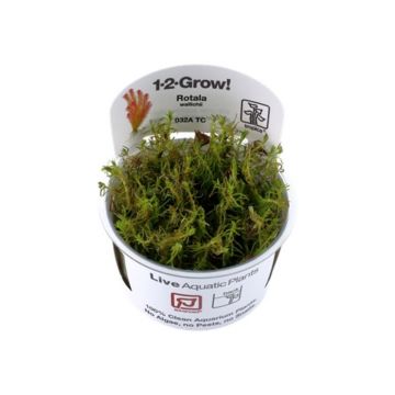 Planta acvariu Rotala Wallichii in vitro Tropica