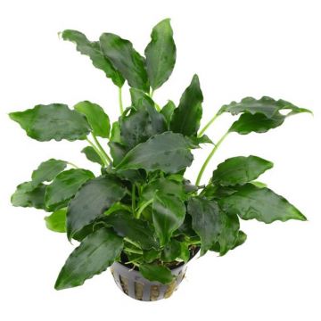 Planta acvariu Schismatoglottis prietoi Stoffels