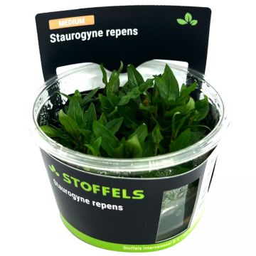 Planta acvariu Staurogyne Repens in vitro Stoffels