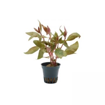 Planta acvariu Stoffels Alternanthera reineckii Lila