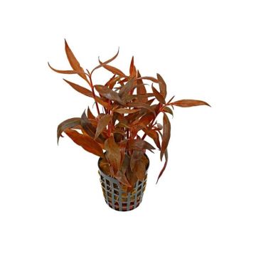 Planta acvariu Stoffels Alternanthera Reineckii Rosa