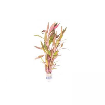 Planta acvariu Stoffels Alternanthera reineckii Rosa