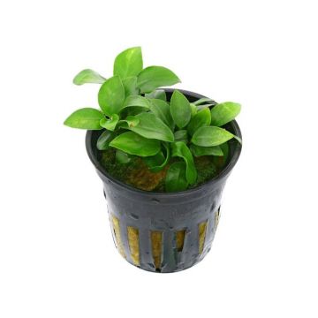 Planta acvariu Stoffels Anubias Barteri Nana Bonsai (Mini)