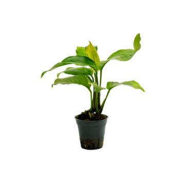 Planta acvariu Stoffels Anubias Heterophylla