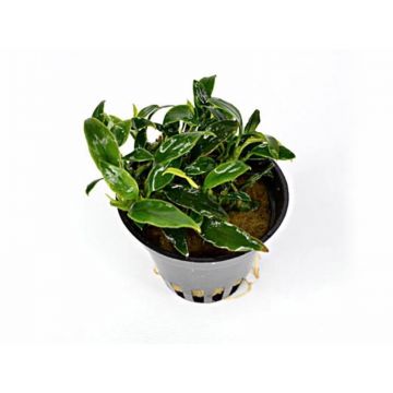 Planta acvariu Stoffels Anubias nana Pangolino