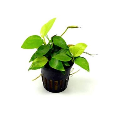 Planta acvariu Stoffels Anubias Nana Yellow Heart
