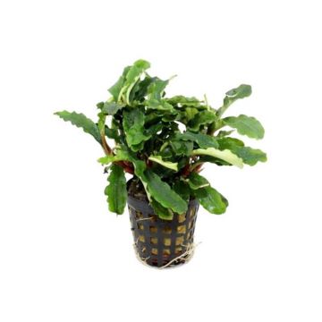 Planta acvariu Stoffels Bucephalandra Green Velvet