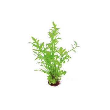 Planta acvariu Stoffels Ceratopteris cornuta