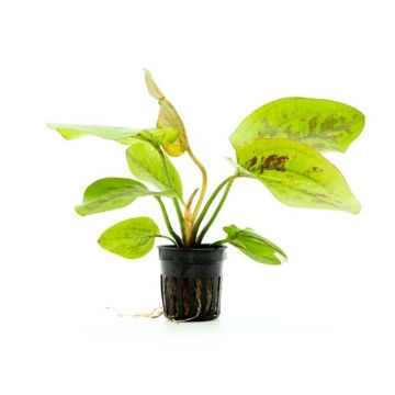 Planta acvariu Stoffels Echinodorus Chocolate Marble