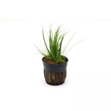 Planta acvariu Stoffels Eleocharis Acicularis