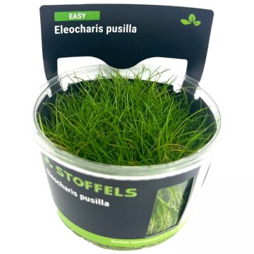 Planta acvariu Stoffels Eleocharis pusilla in vitro